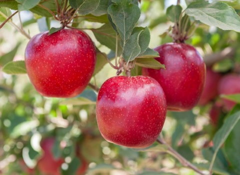 خرید و قیمت سیب تابستانه گالا + فروش صادراتی